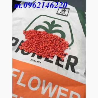Семена кукурузы P9074 ТОЛЬКО У НАС ТАКАЯ ЦЕНА