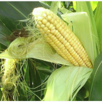 Семена кукурузы НС 205, ФАО 250