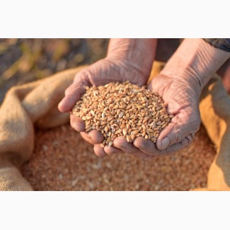 Продаем пшеницу зерно на экспорт 2, 3 класс