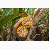 Семена кукурузы ДКС 3623 (DKC 3623) ФАО 290 Монсанто за мешок