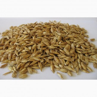Продам пшеницу спельту (полба)