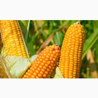Насіння кукурузи Вн6763