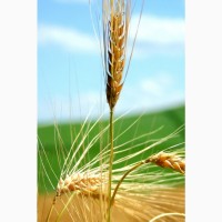 КУПЛЮ пшеницу 3 класс