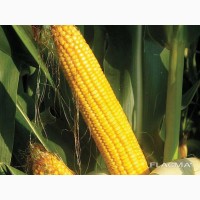 Семена кукурузы НС 3014, ФАО 320
