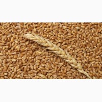 Куплю пшеницу фуражную
