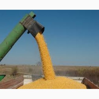 Закупаем Кукурузу по Днепропетровской области