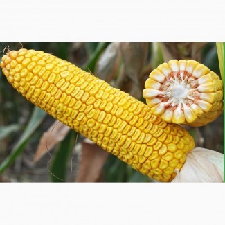 Семена кукурузы Оржиця 237 МВ высокая влагоотдача ФАО 240