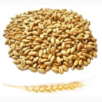 Куплю пшеницю, ячмінь нового врожаю