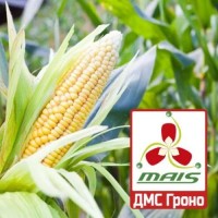 Семена кукурузы ДМС Гроно, ФАО 260