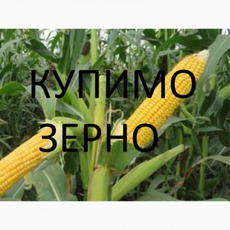 Закуповуємо кукурудзу у сільгоспвиробників