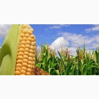 Продам кукурудзу з господарства