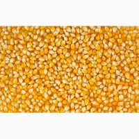 Закупаем следующие зерновые культуры: - сорго - соя - пшеница 2 и 3 класса - рапс