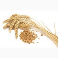 Продам класову пшеницю з господарства