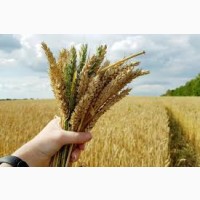Куплю пшеницю фураж