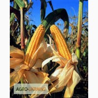 Семена гибридов кукурузы компании «МОНСАНТО» (MONSANTO)