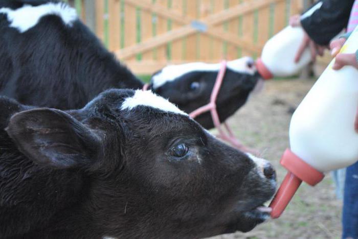 ЗЦМ сухое молоко для телят поросят козлят