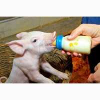 ЗЦМ сухое молоко для телят поросят козлят