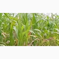 КРЕМЕНЬ 200 СВ ФАО 210 семена кукурузы