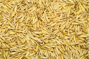 Фото 3. Купуємо зерно гречки, вівса, проса, ячменю, пшениця фуражна, кукурудза