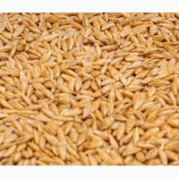 Купуємо зерно гречки, вівса, проса, ячменю, пшениця фуражна, кукурудза