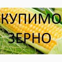Закуповуємо кукурудзу по Виноградівському районі