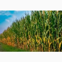 РАМ 1333 ФАО 180 семена кукурузы