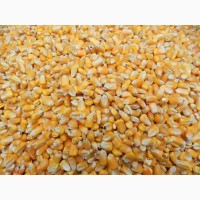 Куплю зерноотходы, пшеницы, кукурузы (1-2 категории)