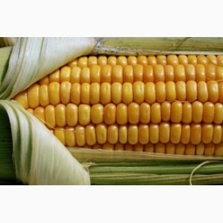 Насіння кукурудзи Оржиця 230 МВ