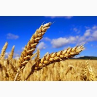 Продам пшеницу кл.17 250 т