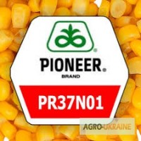 Кукурудза ПР37Н01 Pioneer посівний матеріал