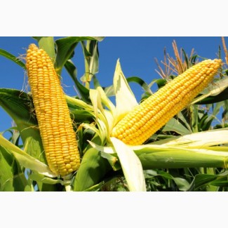 Семена кукурузы Гран 1 от компании «ВНИС»