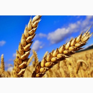Закупаем пшеницу! Черниговская область