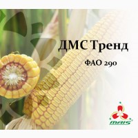Семена кукурузы ДМС Тренд, ФАО 290