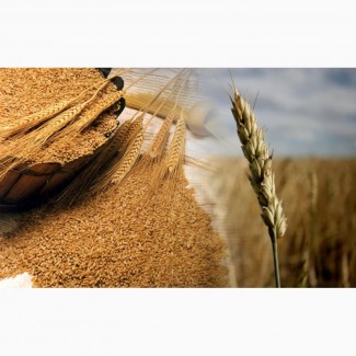 Куплю разноклассовую пшеницу, ячмень, кукурузу, семя подсолнечника, сою, Днепр