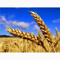 Закупляємо зерно пшениці 2-3кл. по Тернопільській області