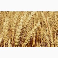 Семена пшеницы твердой ХАРЬКОВСКАЯ 39 элита 1 репрод