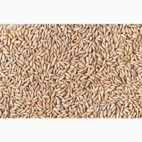 Продам органічне жито. Товарне та посівне, сорта Хлібне і Жатва