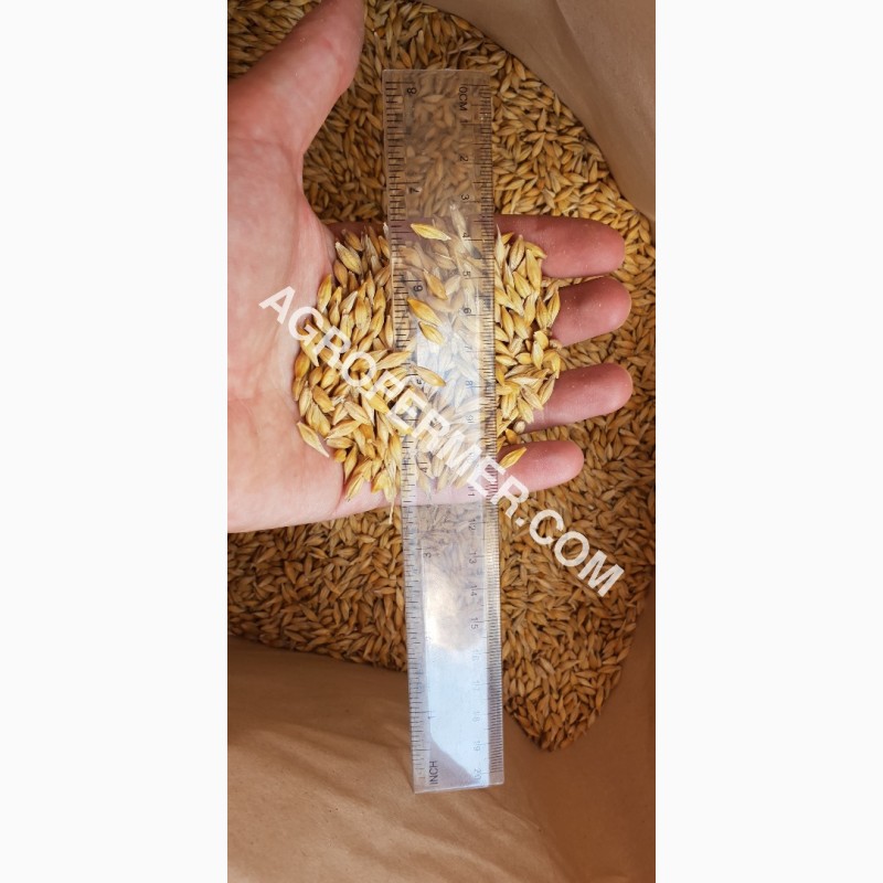 Фото 15. Семена ячменя ADDISON канадский трансгенный сорт (элита)