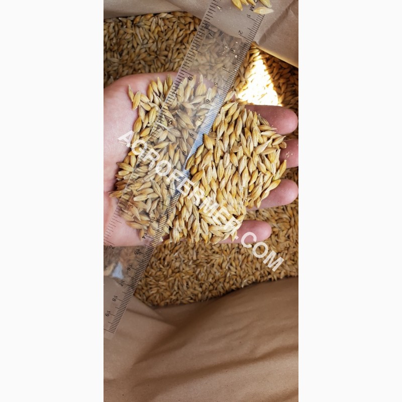 Фото 17. Семена ячменя ADDISON канадский трансгенный сорт (элита)