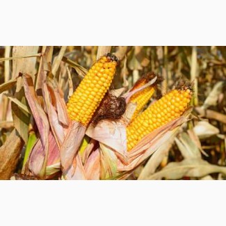 Кукуруза зерно продам