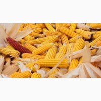 Кукуруза зерно продам
