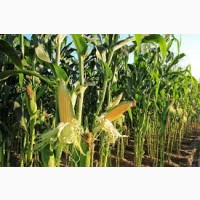 Семена кукурузы НС-2040