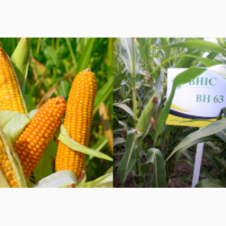Насіння кукурудзи ВН 63 (Семена кукурузы ВН 63 (ФАО 280) ВНИС )