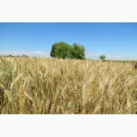 Пшеница озимая Мидас селекция Пробцтдорфер Заатцухт (Австрия)