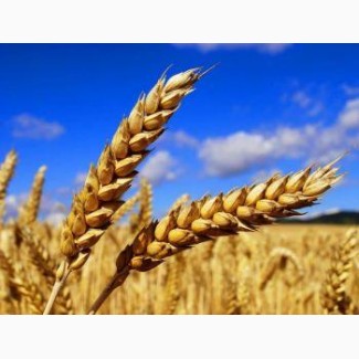 Озимая пшеница Ребелл
