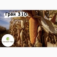 Насіння кукурудзи ГРАН 310 (2023 рік), ТМ ВНІС