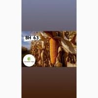 Насіння кукурудзи гібрид ВН 63 (ФАО 280) (2023 рік), ТМ ВНІС