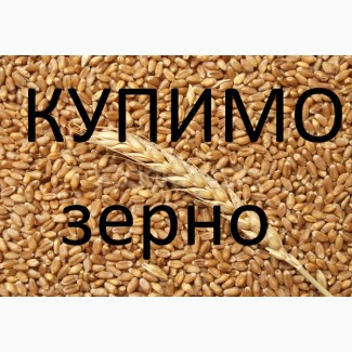Компанія на постійній основі закуповує пшеницю фуражну