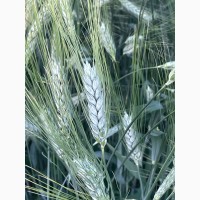 Насіння пшениці твердої ярої Меіса, супер еліта