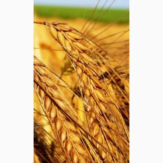 Пшениця озима Нива одеська еліта